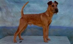 Jugend-Klubsieger 2014