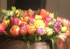 Irish Terrier Welpen bei Galahad's Guardian