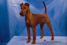 Jugend-Klubsieger 2014