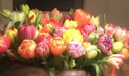 Irish Terrier Welpen bei Galahad's Guardian