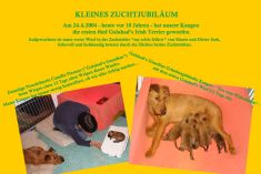10 Jahre Irish Terrier Zucht mit Verstand & Herz!