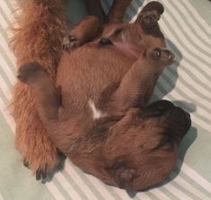 Irish Terrier Welpen bei Galahad's Guardian