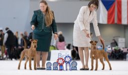 Galahad's Guardian Irish Terrier puppies