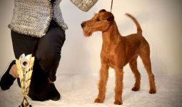 Galahad's Guardian Irish Terrier puppies