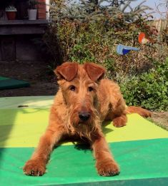 Irish Terrier Welpen bei Galahad's Guardian