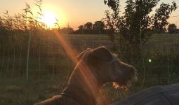 Galahad's Guardian Irish Terrier puppies